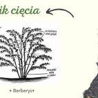 Berberys 'Berberis'  Erecta - zdjęcie 
