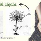 Hortensja Na Pniu 'Hydrangea panikulata' Vanilia Fraise - zdjęcie 