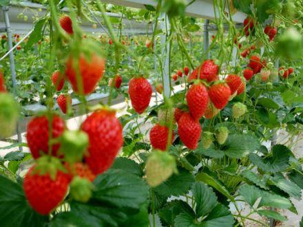 Truskawka 'Fragaria ananasa' Zwisająca Pnąca P9 - zdjęcie główne