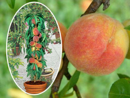 Brzoskwinia kolumnowa 'Persica' Velvet Z Donicy - zdjęcie główne