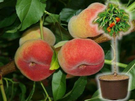 Brzoskwinia kolumnowa 'Persica' Saturn Z Donicy - zdjęcie główne