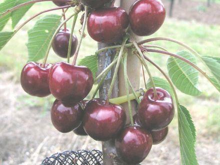 Wiśnia karłowa 'Prunus fruticosa' Czerecha Grubińska Z Donicy - zdjęcie główne