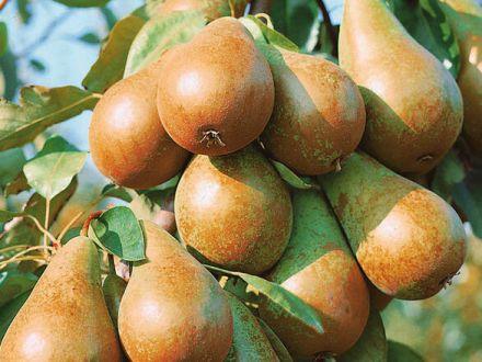 Grusza karłowa 'Pyrus communis' Klapsa Faworytka Z Donicy - zdjęcie główne