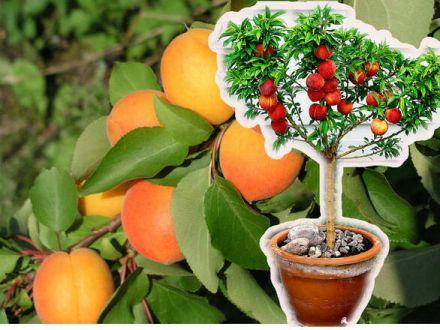 Morela kolumnowa 'Prunus armeniaca' Wczesna z Morden Z Donicy - zdjęcie główne