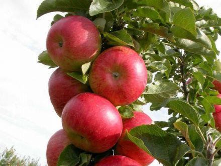 Jabłoń karłowa 'Malus domestica' Delikates Z Donicy - zdjęcie główne