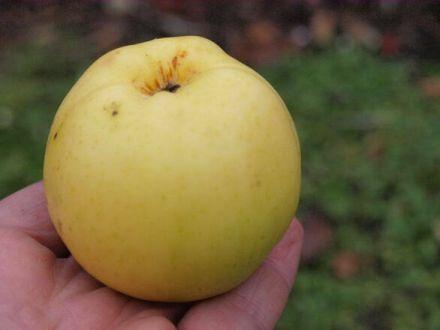 Jabłoń karłowa 'Malus domestica' Grafsztynek Z Donicy - zdjęcie główne