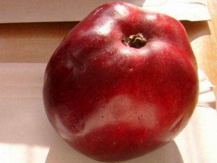 Jabłoń karłowa 'Malus domestica' Jonagored Z Donicy - zdjęcie główne