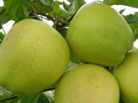 Jabłoń karłowa 'Malus domestica' Kosztela Z Donicy - zdjęcie główne