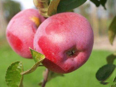 Jabłoń karłowa 'Malus domestica' Paulared Z Donicy - zdjęcie główne