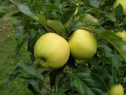 Jabłoń karłowa 'Malus domestica' Oliwka Żółta Z Donicy - zdjęcie główne