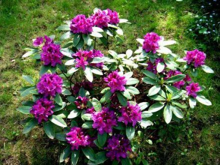 Różanecznik 'Rhododendron' Rasputin Donica 1,5L - zdjęcie główne