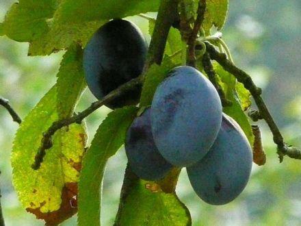 Śliwa karłowa 'Prunus armeniaca' Jubileum - zdjęcie główne