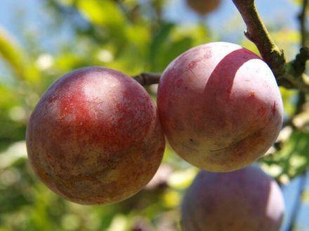 Śliwa karłowa 'Prunus armeniaca' Królowa Wiktoria - zdjęcie główne