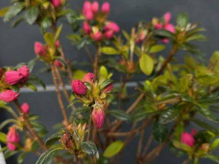 Azalia Japońska 'Rhododendron japonicum' Różowa na Pniu - zdjęcie główne