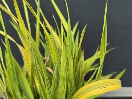 Trawa 'Phalaris arundinacea' Mozga Trzcinowata' Arctic Sun - zdjęcie główne