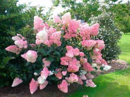 Hortensja Bukietowa 'Hydrangea panikulata' Vanilia Fraise Melba Sadzonka XXL - zdjęcie główne