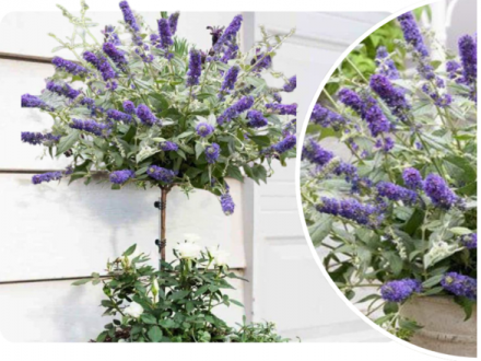 Budleja 'Buddleja daviddi ' na Pniu Empire Blue - zdjęcie główne