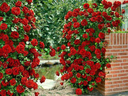 Róża Pnąca 'Rosa arvensis' Czerwona Stożek Z Donicy - zdjęcie główne