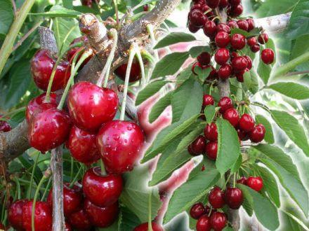 Czereśnia kolumnowa 'Cerasus' Hedelfińska - zdjęcie główne