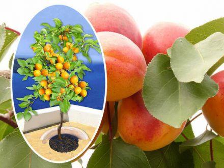 Morela kolumnowa 'Prunus armeniaca' Krasny Policzek - zdjęcie główne