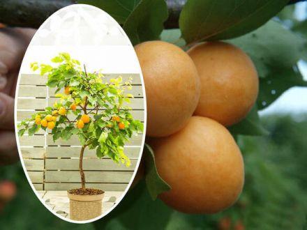 Morela kolumnowa 'Prunus armeniaca' Early Orange - zdjęcie główne