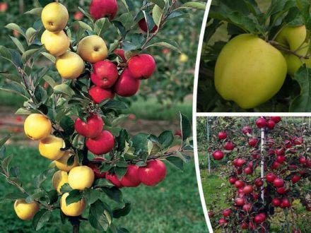 Jabłoń Duo 'Malus domestica' Kosztela -Malinówka - zdjęcie główne