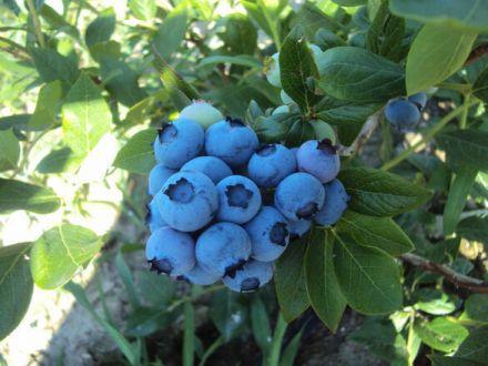 Borówka Amerykańska 'Vaccinium corymbosum' Bluejay - zdjęcie główne