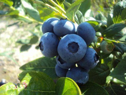 Borówka Amerykańska 'Vaccinium corymbosum' Goldtraube - zdjęcie główne