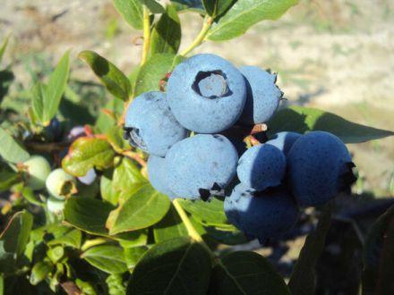 Borówka Amerykańska 'Vaccinium corymbosum' Herbert - zdjęcie główne