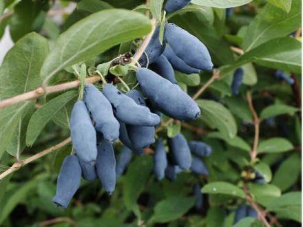 Jagoda Kamczacka 'Lonicera caerulea' Zestaw 10szt. Dlinnopłodna - zdjęcie główne