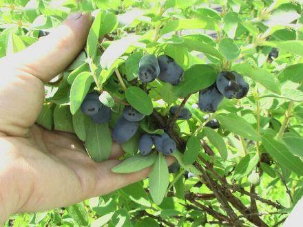 Jagoda Kamczacka 'Lonicera caerulea' Zestaw 2szt. Singlaska - zdjęcie główne