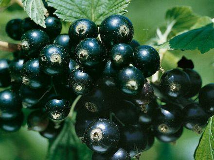 Porzeczka krzaczasta Czarna 'Ribes nigrum' Ben Alder - zdjęcie główne