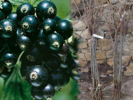 Porzeczka Pienna Czarna 'Ribes nigrum' Ben Alder - zdjęcie główne