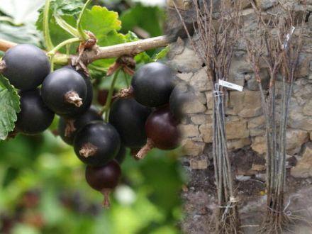 Porzeczka Pienna Czarna 'Ribes nigrum' Ben Lemond - zdjęcie główne