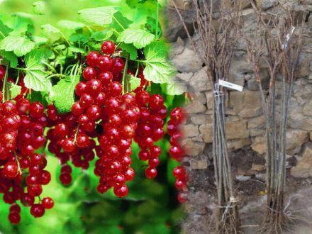 Porzeczka Pienna Czerwona 'Ribes rubrum' Rondom - zdjęcie główne