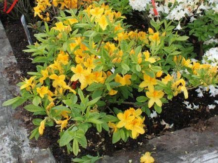 Azalia wielkokwiatowa 'Rhododendron' Goldtopas - zdjęcie główne