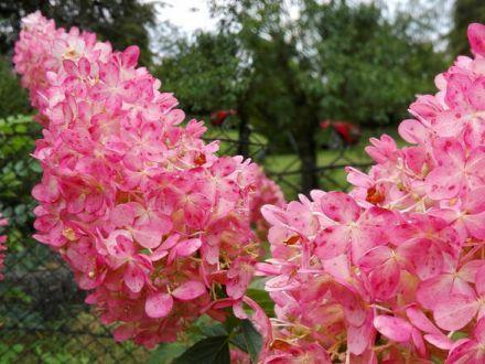 Hortensja Bukietowa 'Hydrangea panikulata' Różowa Stożek - zdjęcie główne