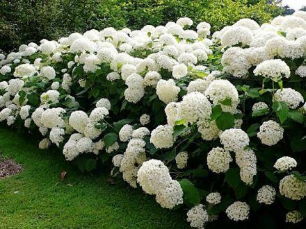 Hortensja Drzewiasta 'Hydrangea arborescens' Biała Anabele - zdjęcie główne