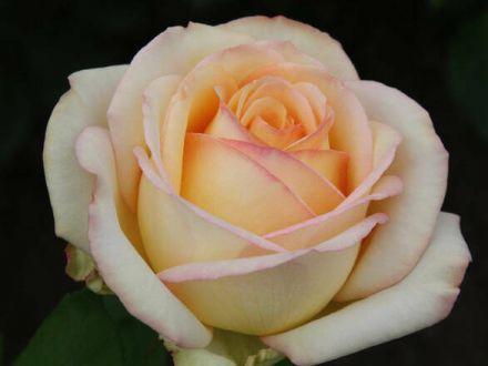 Róża Wielkokwiatowa 'Rosa' Casanowa - zdjęcie główne