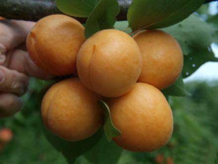 Morela karłowa 'Prunus armeniaca' Early Orange - zdjęcie główne