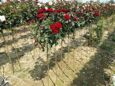 Róża Pienna 'Rosa' Czerwona Mini / I gatunek 2 oczka - zdjęcie główne