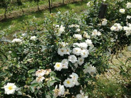 Róża Pienna 'Rosa' Biała Mini - zdjęcie główne