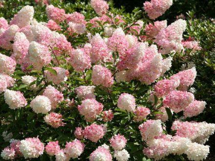 Hortensja Bukietowa 'Hydrangea panikulata' Vanilla Fraise C2 - zdjęcie główne