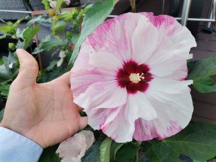 Hibiskus Bagienny 'Hibiscus moscheutos' Biało Czerwony - zdjęcie główne