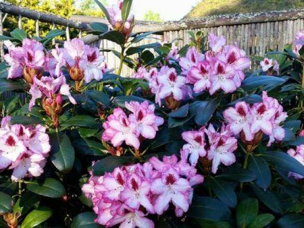 Różanecznik 'Rhododendron' Hachmann's Charmant - zdjęcie główne