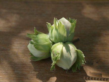 Orzech laskowy 'Corylus avellana' Lamberta Biały - zdjęcie główne