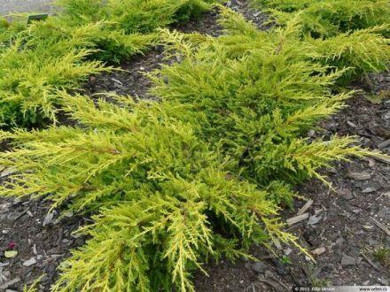 Jałowiec 'Juniperus' Golden Kissen /3Letni - zdjęcie główne