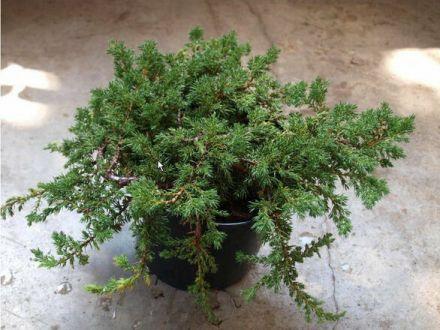 Jałowiec Płożący 'Juniperus horizontalis' Andorra Variegata - zdjęcie główne
