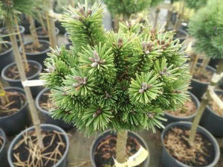 Sosna Szczepiona 'Pinus mugo' Szorty - zdjęcie główne