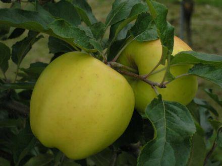 Jabłoń karłowa 'Malus domestica' Golden Delicious - zdjęcie główne